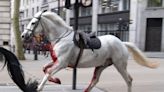 2 Royal Horses in 'Serious Condition' After Bolting Through London