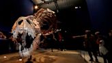 Scientists defend T. rex as only species of mighty Tyrannosaurus