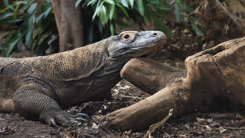 Komodo dragons have iron-tipped teeth, new study shows