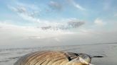 Urgent warning to avoid popular tourist beach after dead whale found