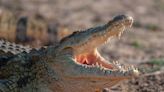 Crocodiles Love the Sound Of Crying Babies and Everyone Has Questions