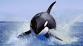 'An enormous mass of flesh armed with teeth': How orcas gained their 'killer' reputation