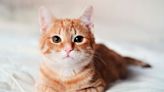 Whisker Fatigue in Cats