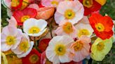 Revealed! The Hidden Personality Clues in Your Birth Month Flower