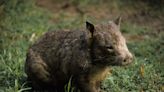 Video of Adorable Wombat Playing with Mom Is Making Everybody Smile