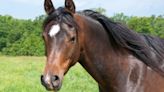 Horse's Determined Cuddles With His Human Leave Her Breathless With Laughter