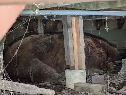 Family Hears 'Huffing And Moaning,' Discovers Huge Bear Under Deck