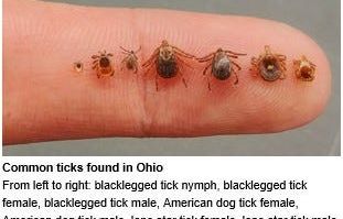 Ticks and Lyme disease emerge for 2024 season: How to protect yourself from bites