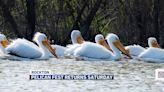 Families observe White Pelican migration at Rockton Pelican Fest