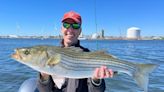 New regulations enacted for striped bass fishing in Northeast states