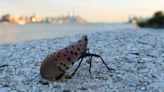 Spotted lanternfly in NYC: What to expect in summer 2024 l Forecast