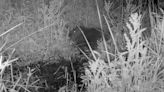 Baby beaver born in Northumberland estate for first time in more than 400 years