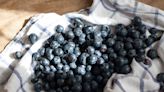 The Only Way To Prevent Blueberries From Rotting