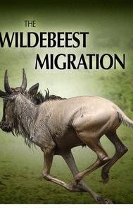 The Wildebeest Migration: Nature's Greatest Journey