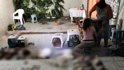 Aseguran vivienda donde sacrificaban animales para rituales de santería en Naucalpan