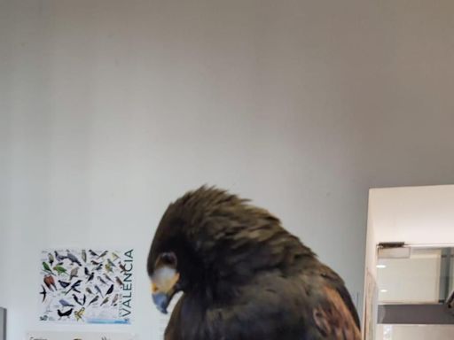 'Detenida' un águila fugada, de las que se utiliza para espantar palomas