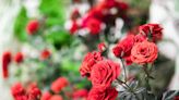 How to Prune Roses the Right Way