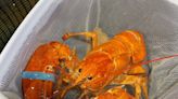 Cheddar, an extremely rare orange lobster, almost became dinner. Then, restaurant workers stepped in.