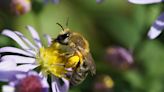 Wild Side: Colletes, the cellophane bees - The Martha's Vineyard Times