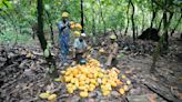 Cacao cultivado ilegalmente en la selva de Nigeria va a proveedores de productores de chocolate