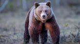 Bear Caught on Video Breaking Into California Home to Steal Oreo Cookies