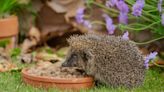 Hedgehogs return to UK gardens after years of population decline: 'It's wonderful to witness'