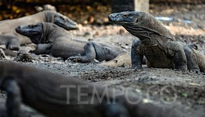 Ada Harimau Sumetera hingga Komodo, Inilah 5 Hewan Endemik Asal Indonesia