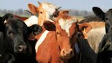 How fast is bird flu spreading in US cows? ‘We have no idea’