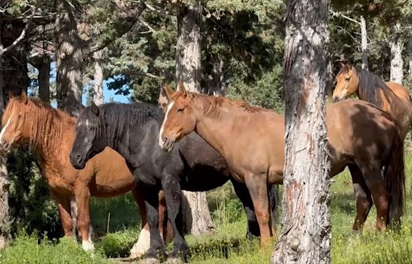 Bend ‘wild horse detective’ reunites BLM mustangs with families