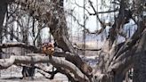 150-Year-Old Banyan Tree That 'Meant Everything' to Many Still Standing After Maui Fires