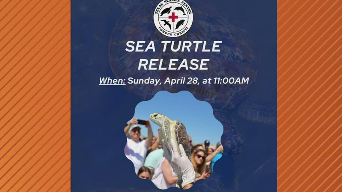 Turtle release scheduled for recovered animals Sunday