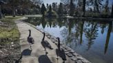 Geese found dead in California park pond with bird flu. Can it spread to you or your pet?