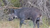 Louisiana is overrun with menacing wild hogs, but bounty for pig tails isn't answer