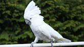 Cockatoo 'Inspects' Dad While He Sleeps in Downright Hilarious Video