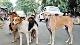 Toddler mauled to death by stray dogs in Hyderabad