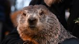 Every Groundhog Day, Punxsutawney Phil predicts the future weather. How often is he right?