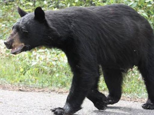 Bear killed in crash after multiple sightings around Delaware: police