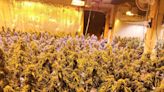 Police raid 2 illegal marijuana grow houses in Piscataquis County