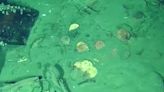 New video shows gold coins and treasure from "holy grail" of shipwrecks