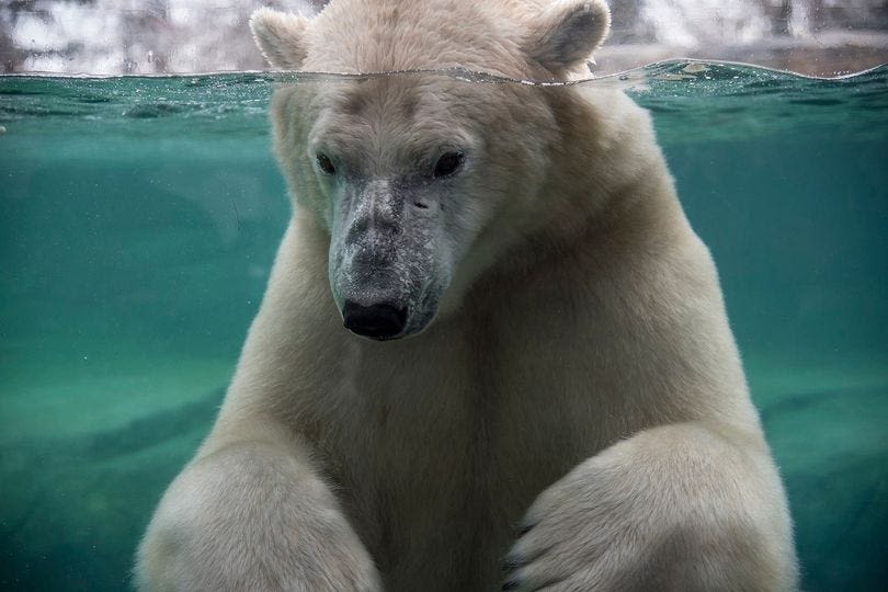 Baffin the polar bear dies by drowning after 'rough play' at Canada zoo