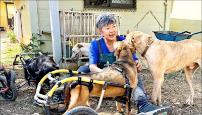 胡珍妮捨貴婦生活 收容傷殘流浪犬