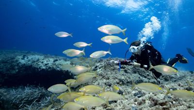 Sembrar 10.000 plantas de posidonia mediterránea en Formentera, un plan para recuperar esta especie en peligro de extinción