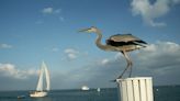 Florida's Bird Key island for sale for $31.5M sparking "alarm"