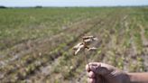 La sequía ya hizo perder un 25% de la cosecha de soja prevista y US$7380 millones