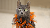 How to keep your pets safe from Halloween tricks and treats this season