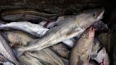 Downward spiral for Atlantic cod continues in Gulf of St. Lawrence