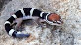 Científicos descubren el antepasado de los geckos modernos