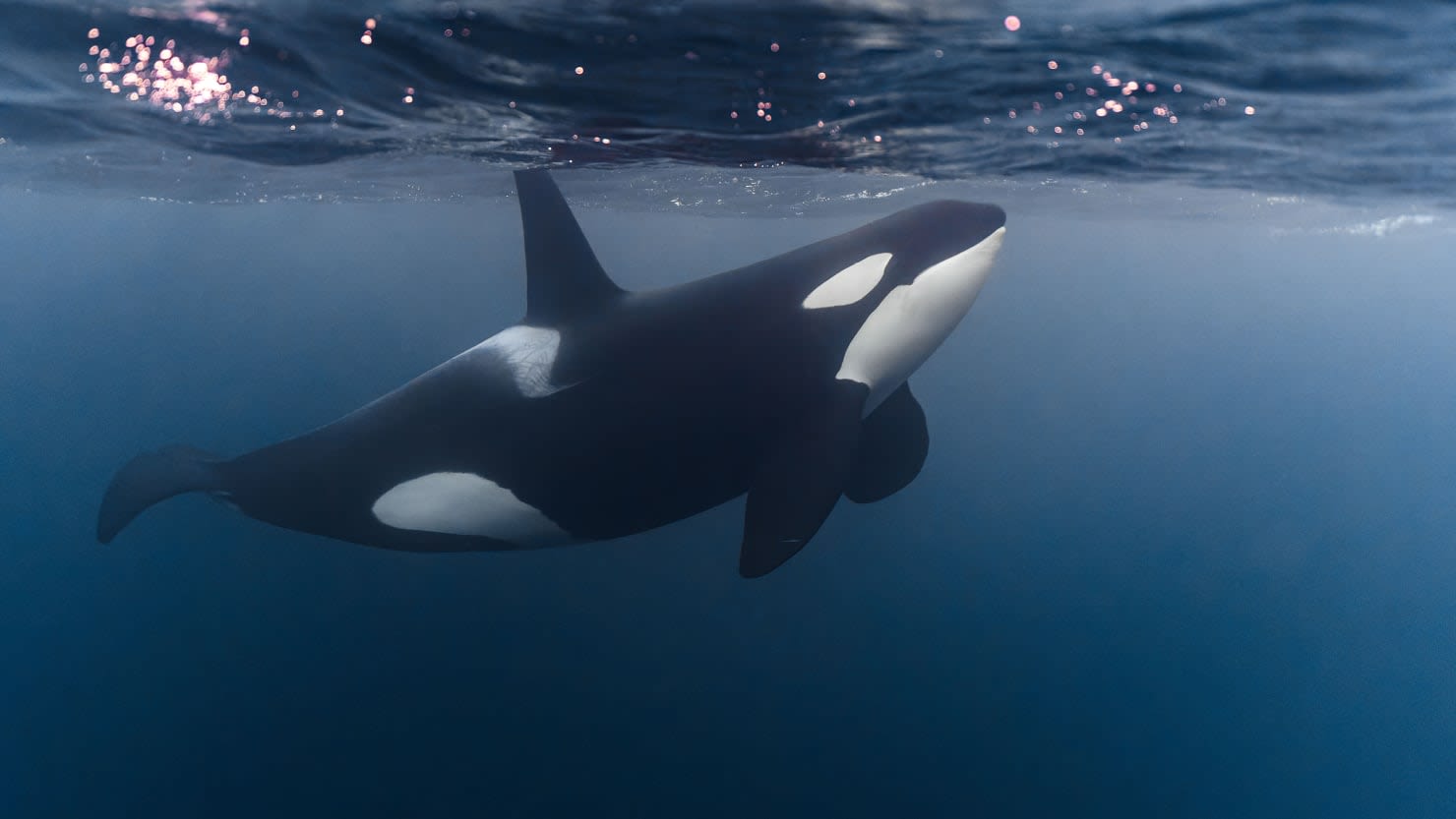 Killer Whales Sink Yacht in Med: ‘Knew What they Were Doing’