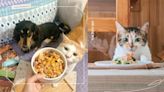貓咪吃不慣鮮食嗎？讓家貓「愛上吃鮮食」的6大注意事項，開動前最需注意溫度！ | 寵物圈圈 | 妞新聞 niusnews