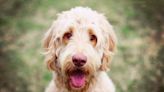 Adorable Goldendoodle Haircuts to Try on Your Stylish Pup